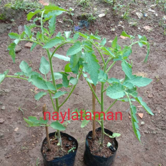 Pohon Tomat- Bibit Tanaman Pohon Tomat