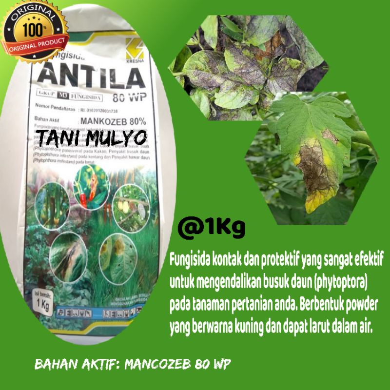 Antila, Raban kuning, Polaram, Sidazeb, Victory 80 WP