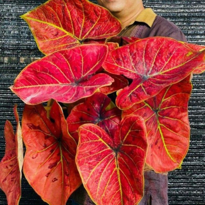 CALADIUM VESTIFIA CALADIUM THAILAND