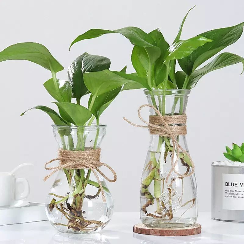 Vas Bunga Aesthetic Pot Kaca Tanaman Air Vas Bunga Vas Tali Rami Vas