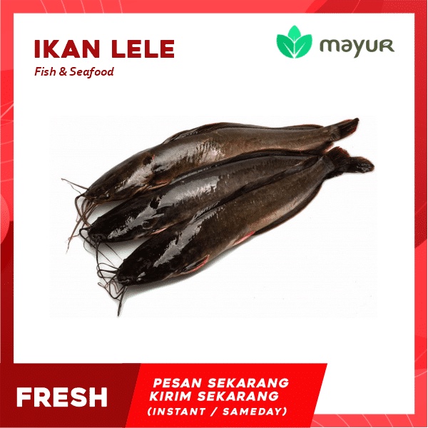 

Ikan Lele 1 Pack (Isi 3) 300 - 400 gram