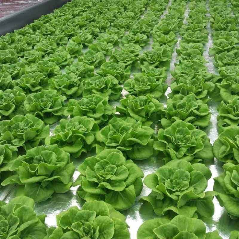 BENIH BIBIT LETTUCE SELADA BUTTERHEAD BUTTERCRUNCH HAIRASEED REPACKING