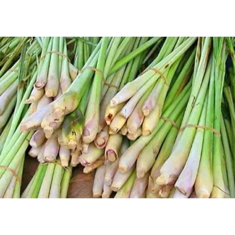 

daun serai atau sereh bumbu dapur wangi
