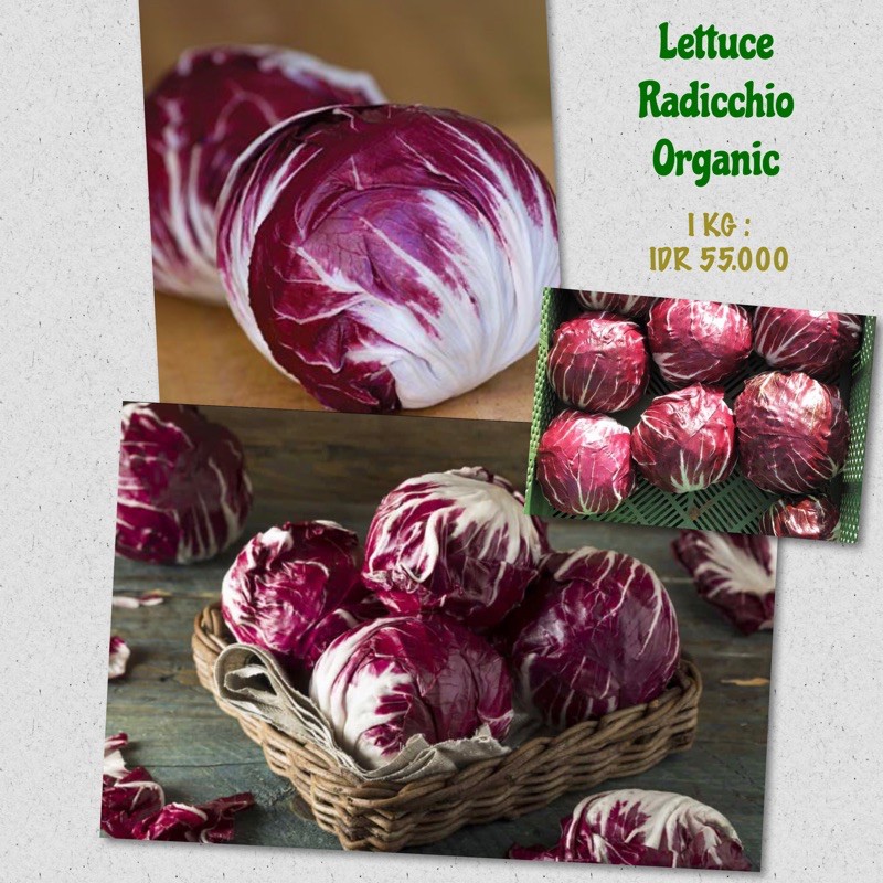 

Lettuce Radicchio Organic