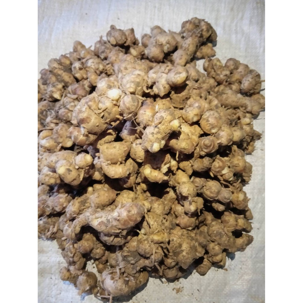 KENCUR 500g MURAH TUA SEGAR ALAMI [COD]