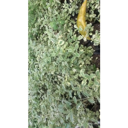 Lee Kwan yew Varigata PERBATANG