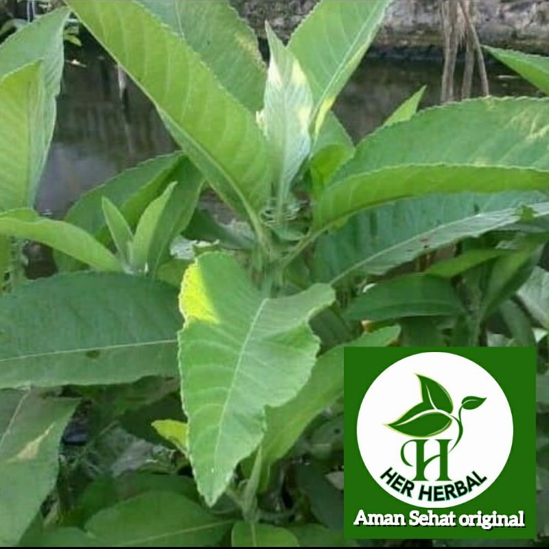 

daun sembung segar sembung hijau obat jantung herbal alami 250 gram