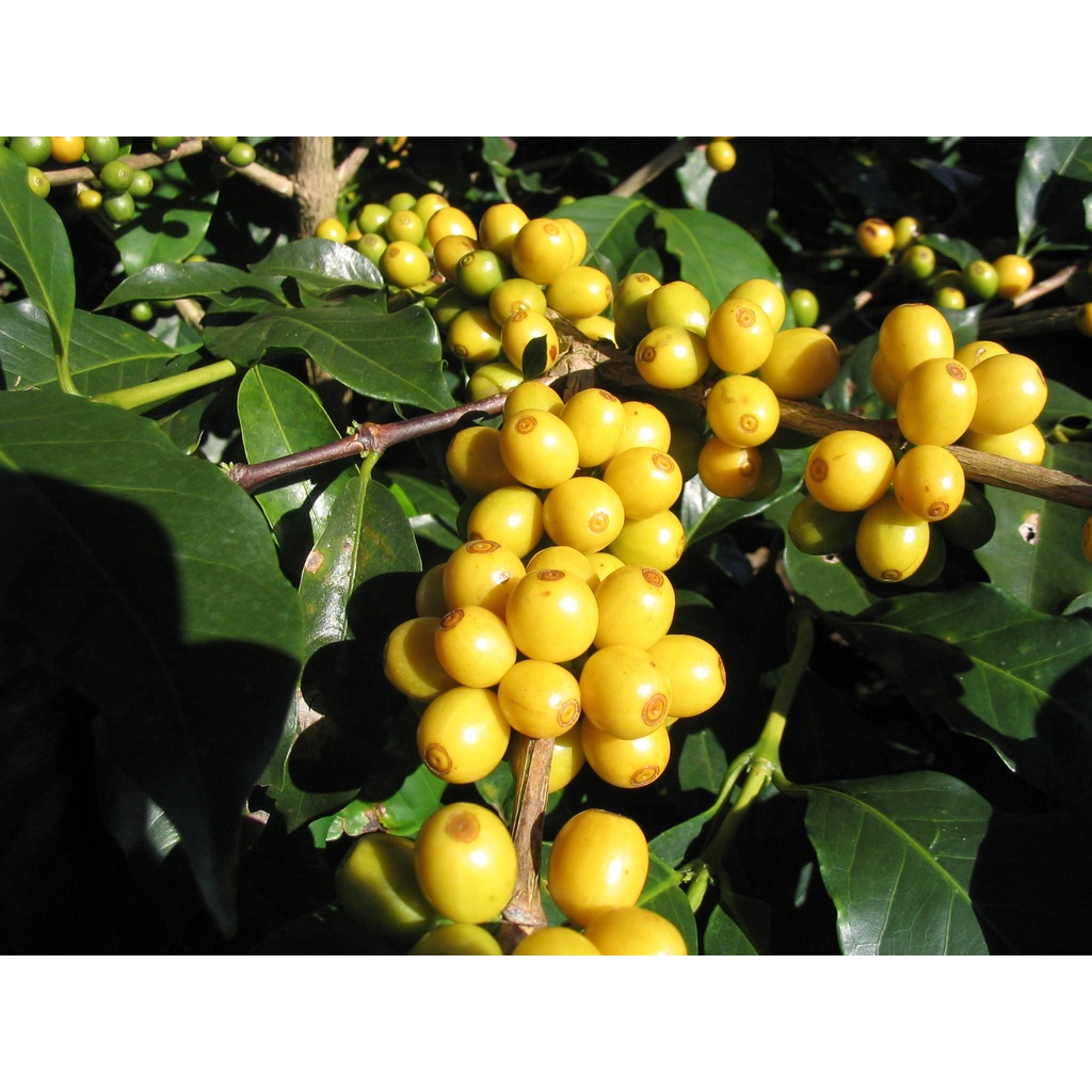 

Specialty Green Bean Yellow Caturra.