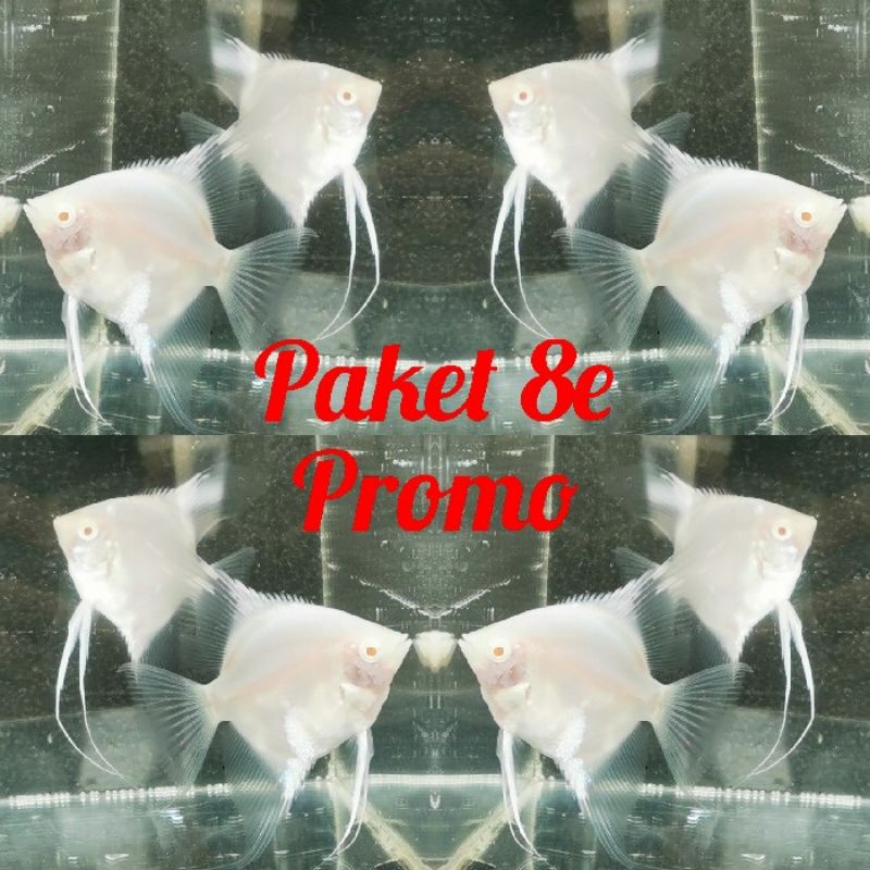 Paket 8 ekor ikan hias aquascape akuarium jenis Angelfish/Manfish Albino Putih polos (snow white). i