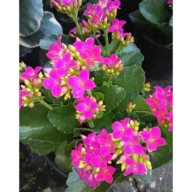 BUNGA Promo Kalanchoe calandiva-(BUNGA TUMPUK)-cocor bebek sudah berbunga