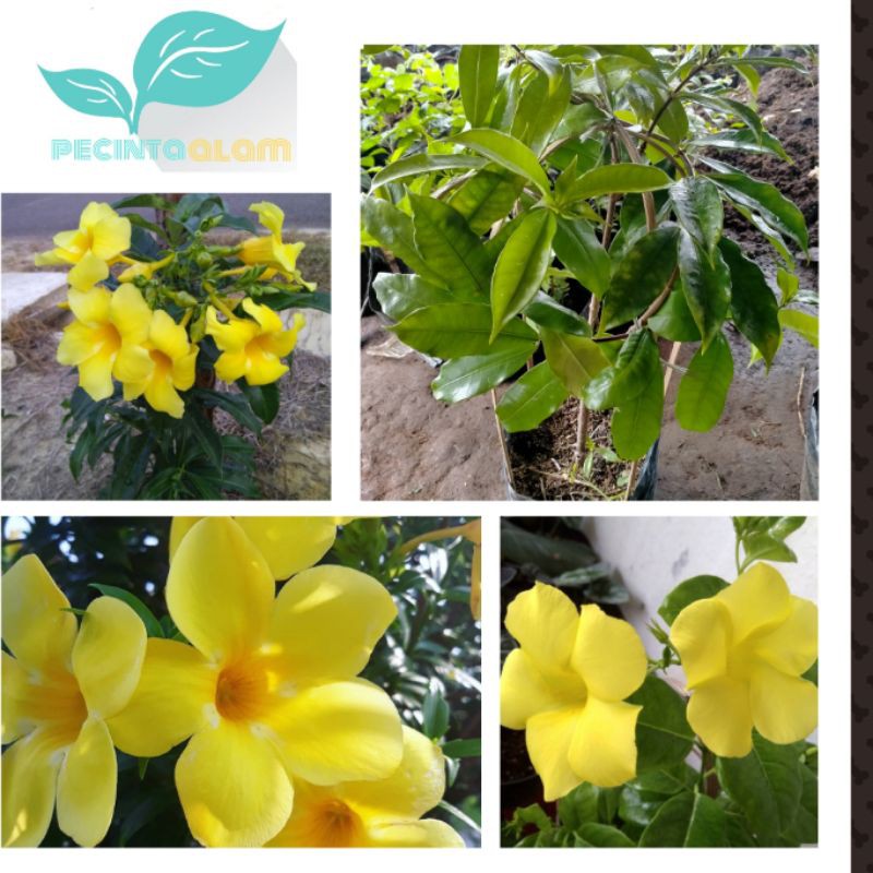 Bibit tanaman bunga alamanda kuning/Bunga alamanda (Bunga terompet)