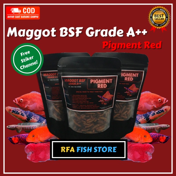 Maggot Kering BSF Grade A++ Pigment RED RFA Pakan ikan predator channa maru asiatica  bukan el barca