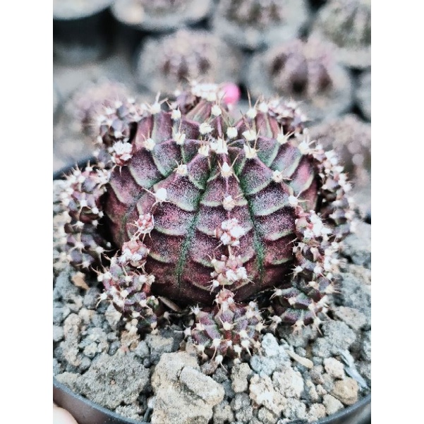 Kaktus gymno black cup ownroot