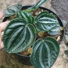 Peperomia Watermelon Kerut  Paperomia Belimbing - tanaman daun bergaransi