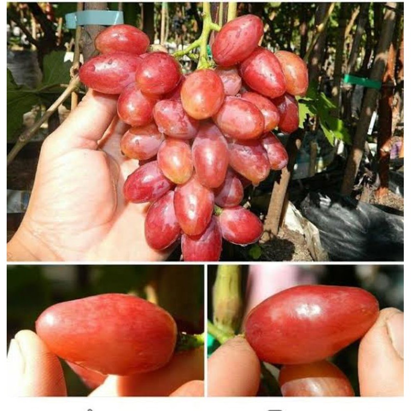 Jual Bibit Anggur Import Taldun Grafting Shopee Indonesia 