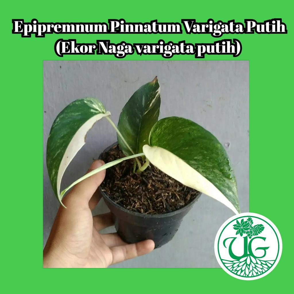 Epipremnum Pinnatum Varigata Putih / Ekor Naga varigata putih