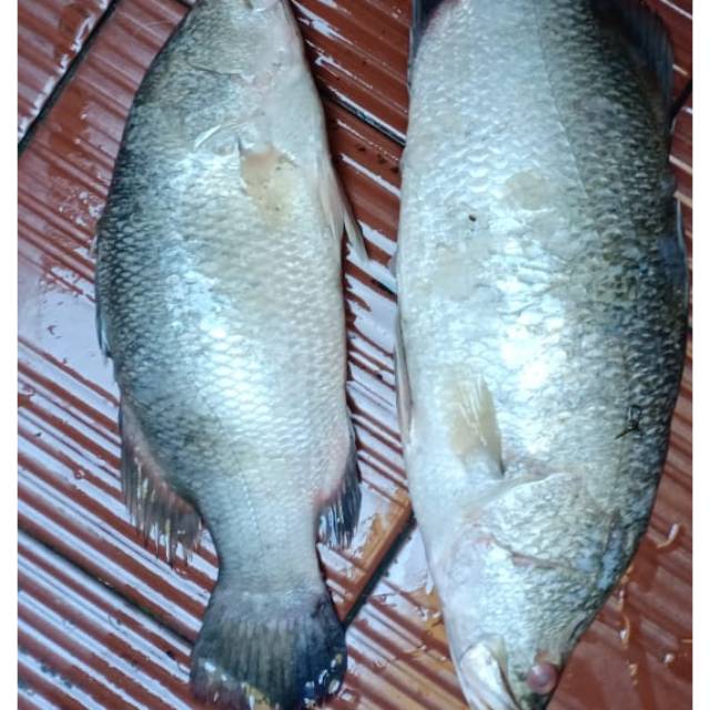 

Ikan kakap segar 1kg