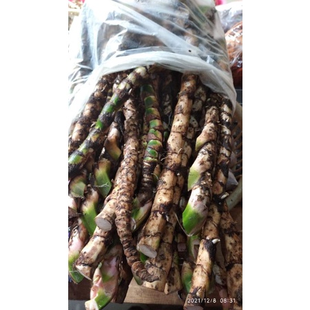 Dlingo/Dringo/Jeringau basah 250g