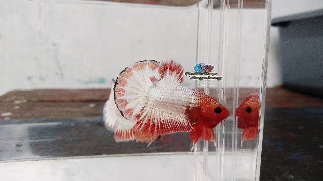 FCCP Orange Head ORI Vietnam🇻🇳🇻🇳