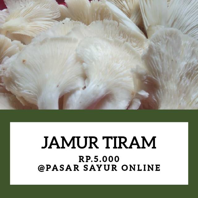 

Jamur tiram