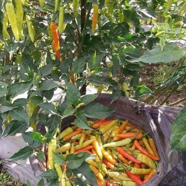 

CABE RAWIT / BUMBU DAPUR