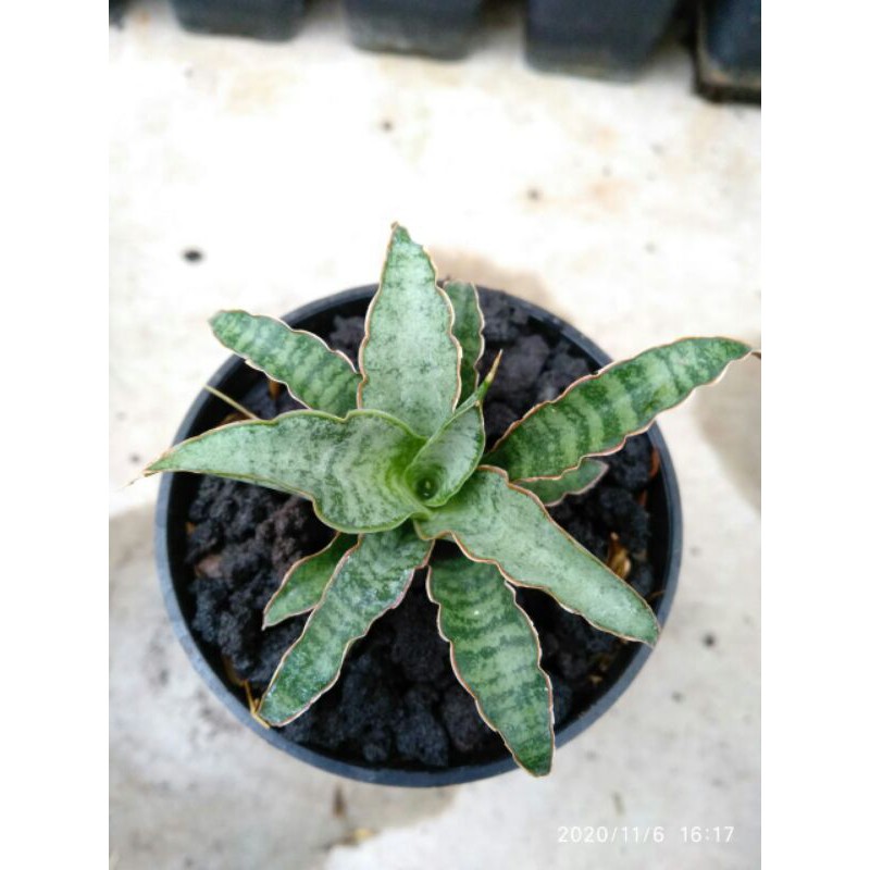 Tanaman hias mini sansevieria / sansivera hybrid silver