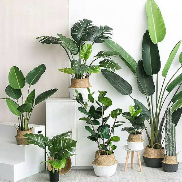 Tanaman Artificial Monstera - Galeri Tanaman Hias