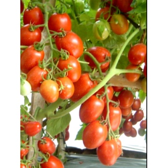 Biji Benih Tomat Tymoti F1 Terlaris
