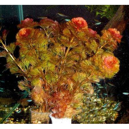 tanaman Aquascape red cabomba