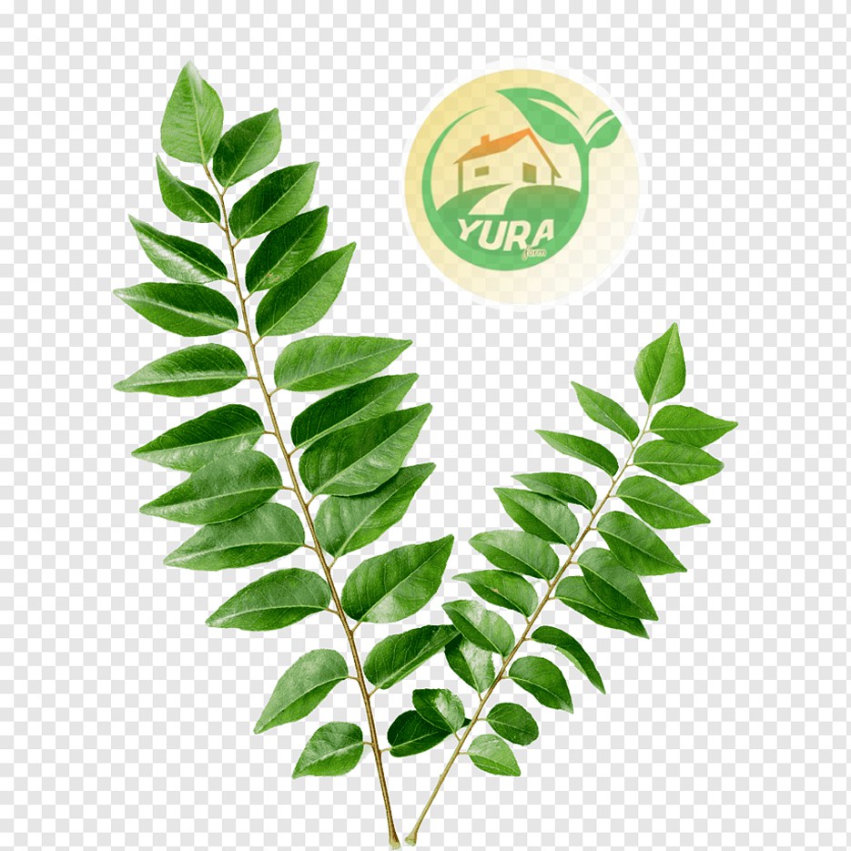 

DAUN KARI Organik 100% Sayur Segar Organic