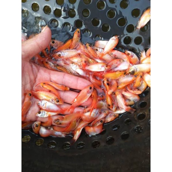 

ikan nila merah ukuran 2 jari paket 10 ekor