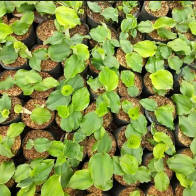 Bibit Tanaman Kencur, Tanaman Kencur, Herbal Kencur