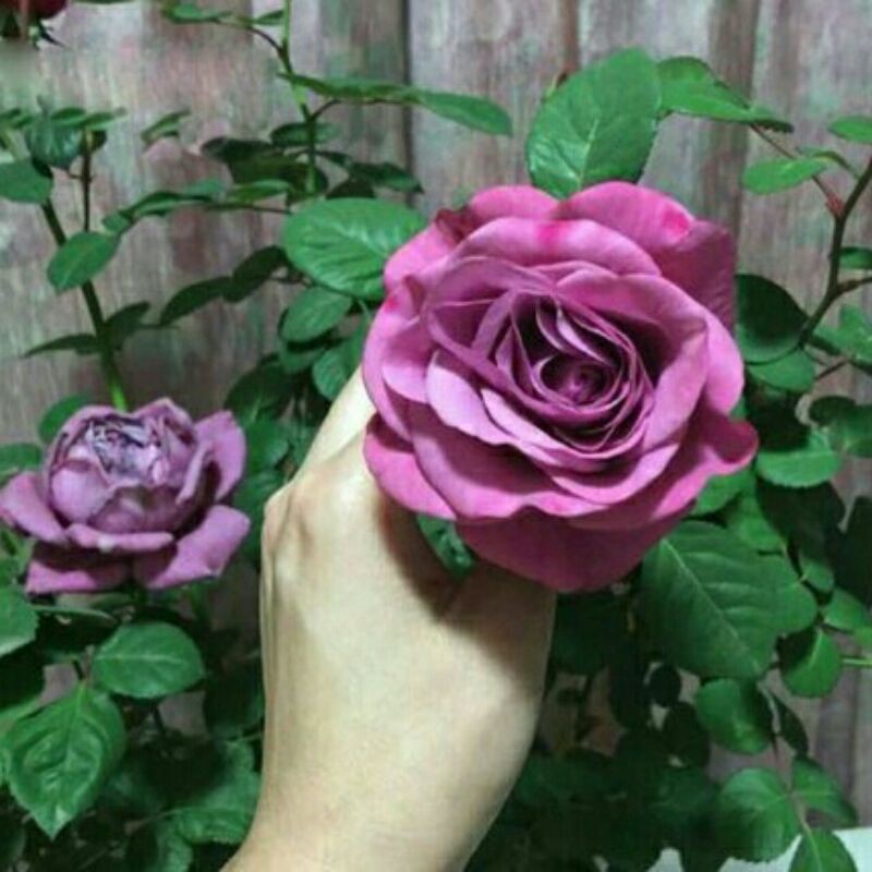 Bibit bunga mawar import