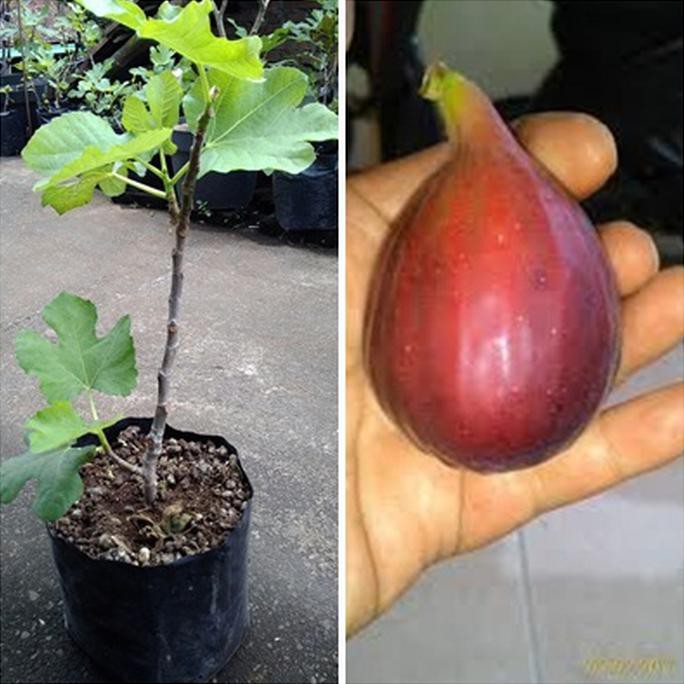 Terbaik Khurtmani Fig Bibit Pohon Tin Red Palestine Buah Tin Bibit Tin Merah @_#