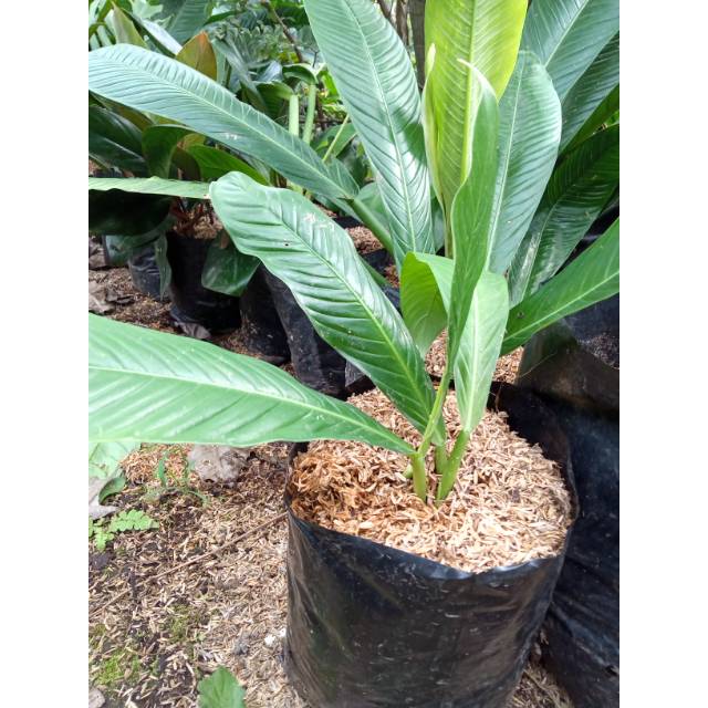 Tanaman Hias Bunga Rinet