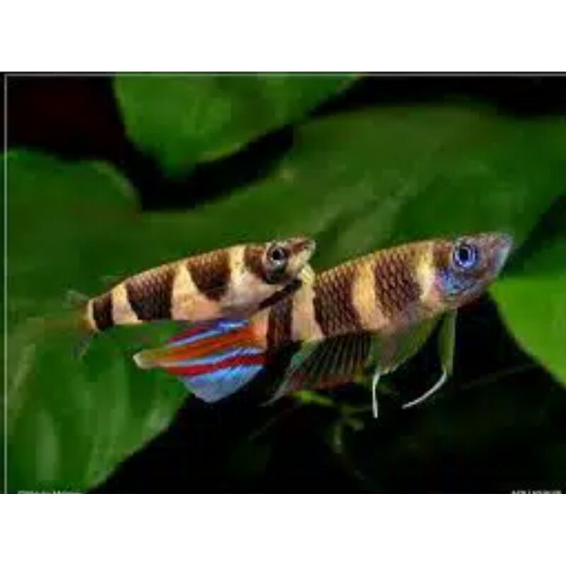 Ikan Hias Roket Anulatus