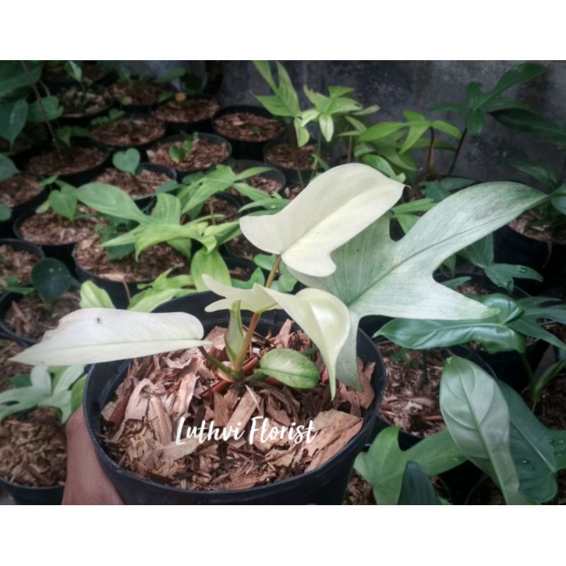 PHILODENDRON FLORIDA GHOST
