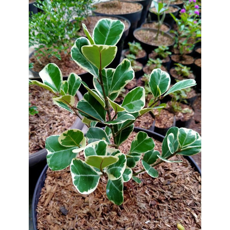 tanaman hias ficus variegata / ficus butterfly
