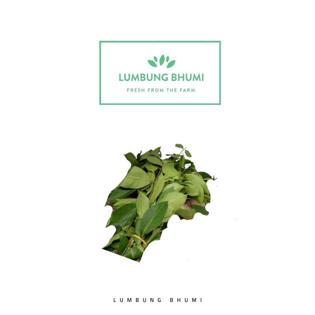 

Lumbung Bhumi - Daun Salam 30 Gr ( Sayur Curah )