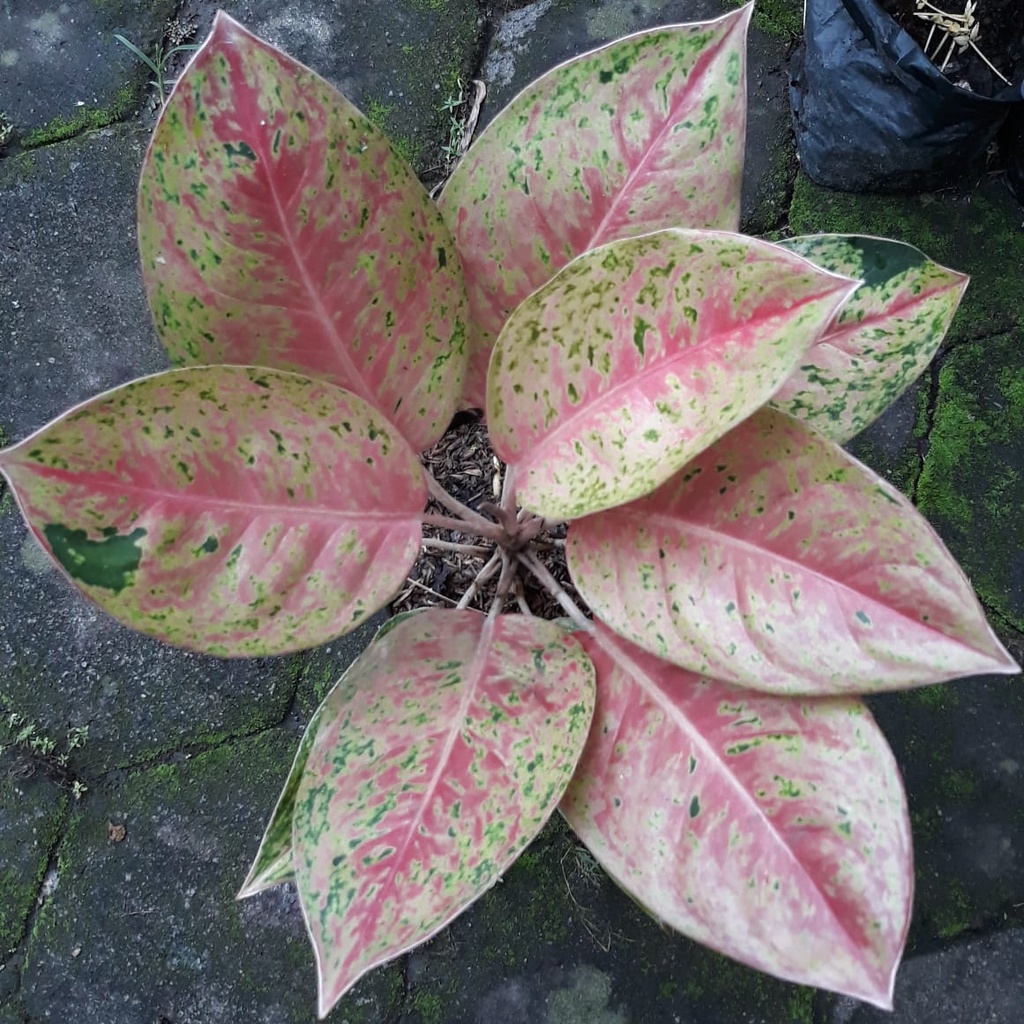 aglonema bigroy jumbo