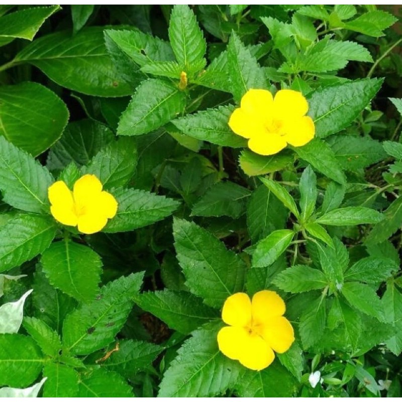 tanaman hias yolanda kuning