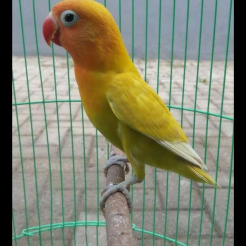 Burung lovebird Pastel kuning