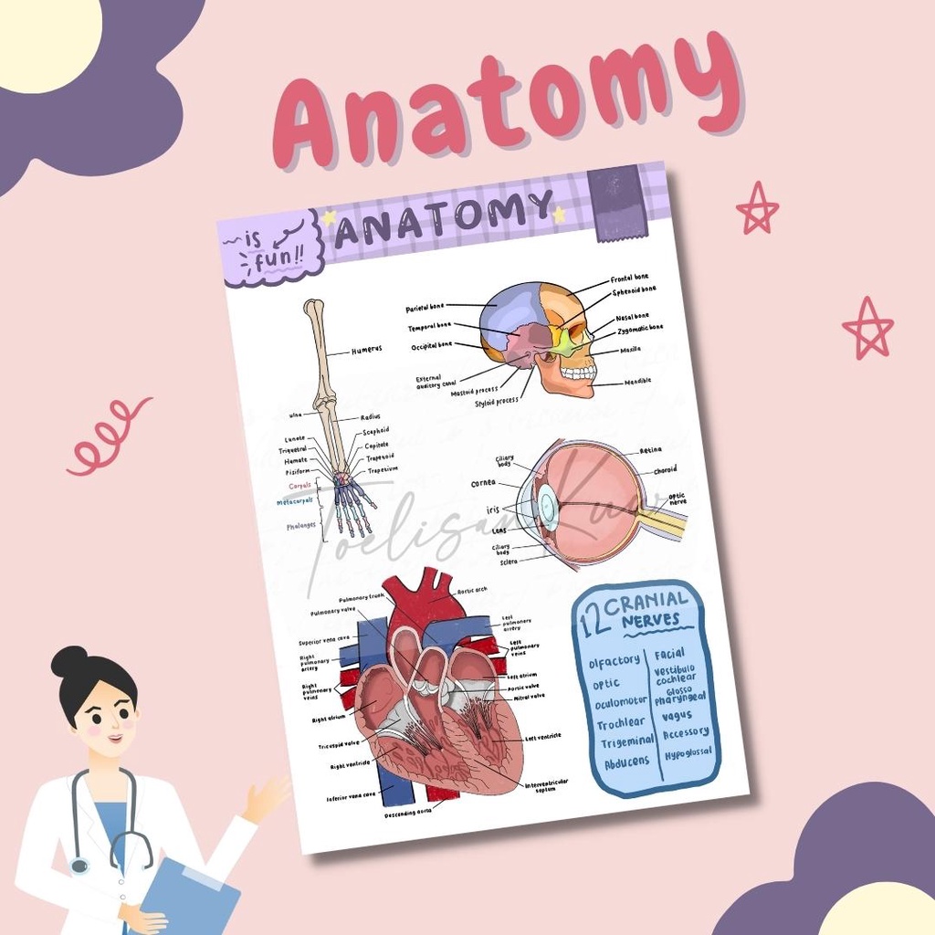 

Anatomy Sticker Sheet