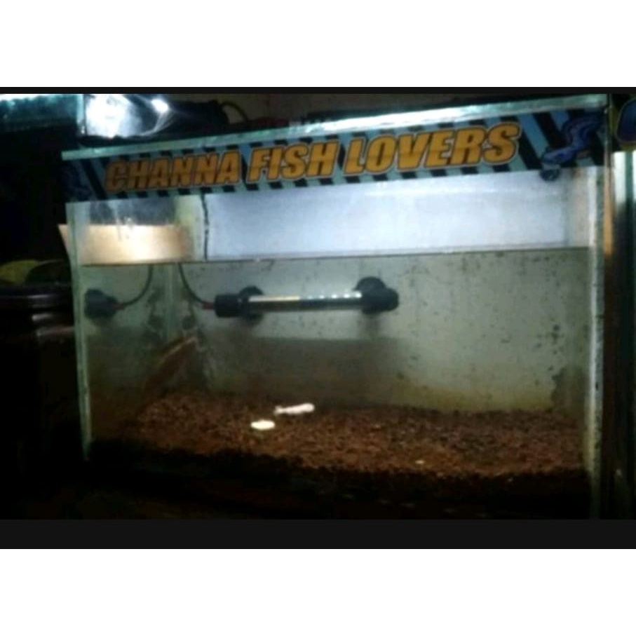 Sticker Aquarium Channa yellow Sentarum Area  | Bukan Adu Gengsi | Memandangku Gratis | Channa Lovers | Dilarang Pegang kaca | Ikan Galak | Predator Fish Area | Termurah