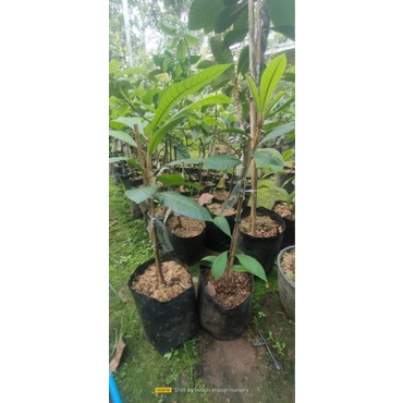 bibit Mamey Sapote EMILIO DURAN Sambung susu