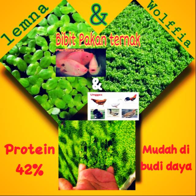 Wolfia pakan alternatif perikanan dan unggas