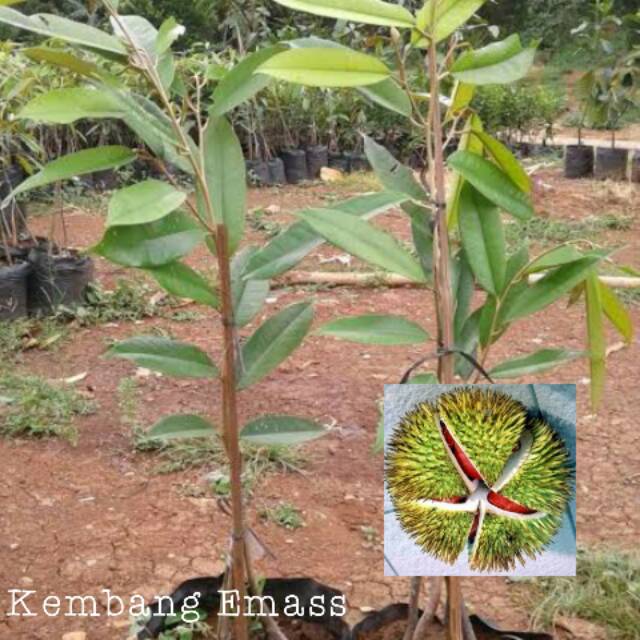 Bibit Durian Merah