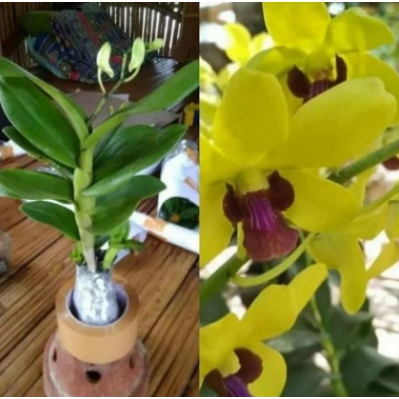 Pohon Anggrek Dendrobium Bunga Kuning Tanaman Hias Pohon Bunga Anggrek Hidup