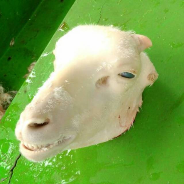 

Kepala dan kaki Kambing harga perkilo