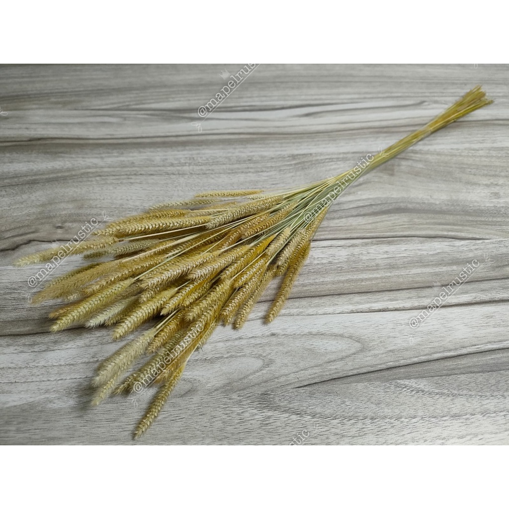 BUNGA OSON OSON KERING | DRIED OSON NATURAL FLOWER | ILALANG KERING | SATARIA KECIL | BUKET RUSTIC